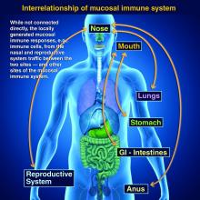 Image showing interrelationship of mucosal immune system
